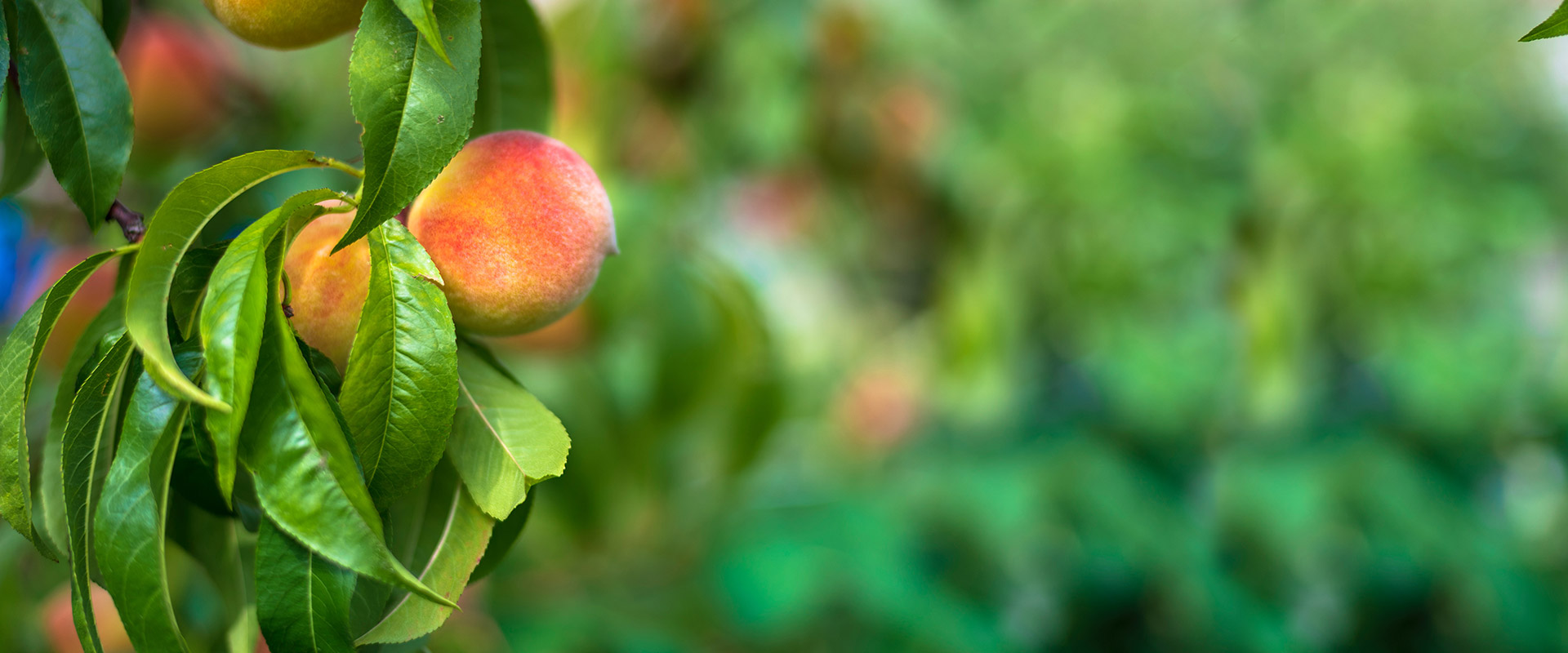 antiparassitari per l'agricoltura